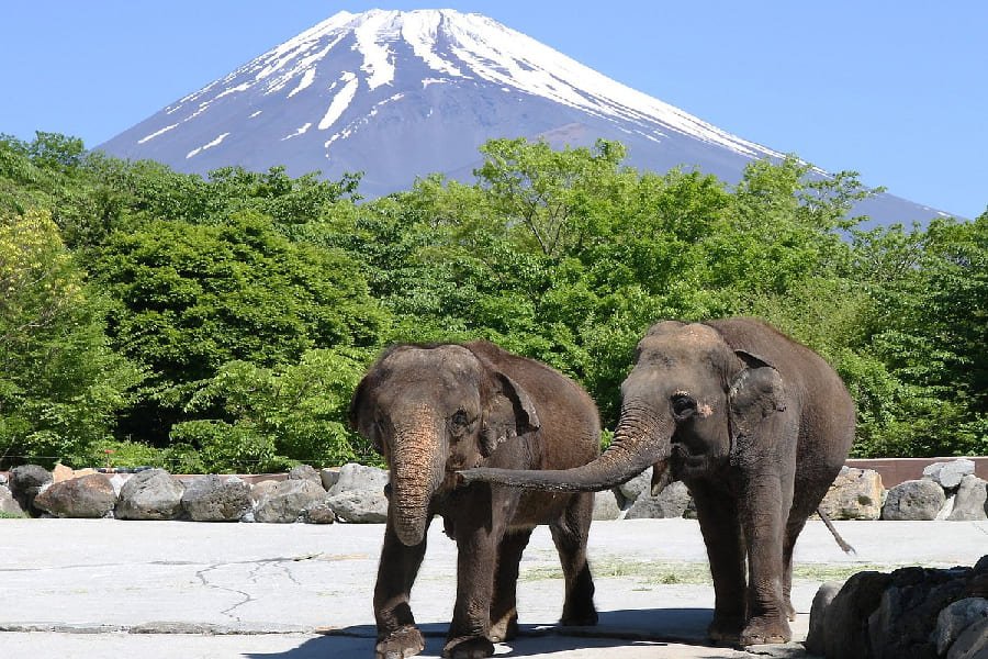 富士野生動物園-02