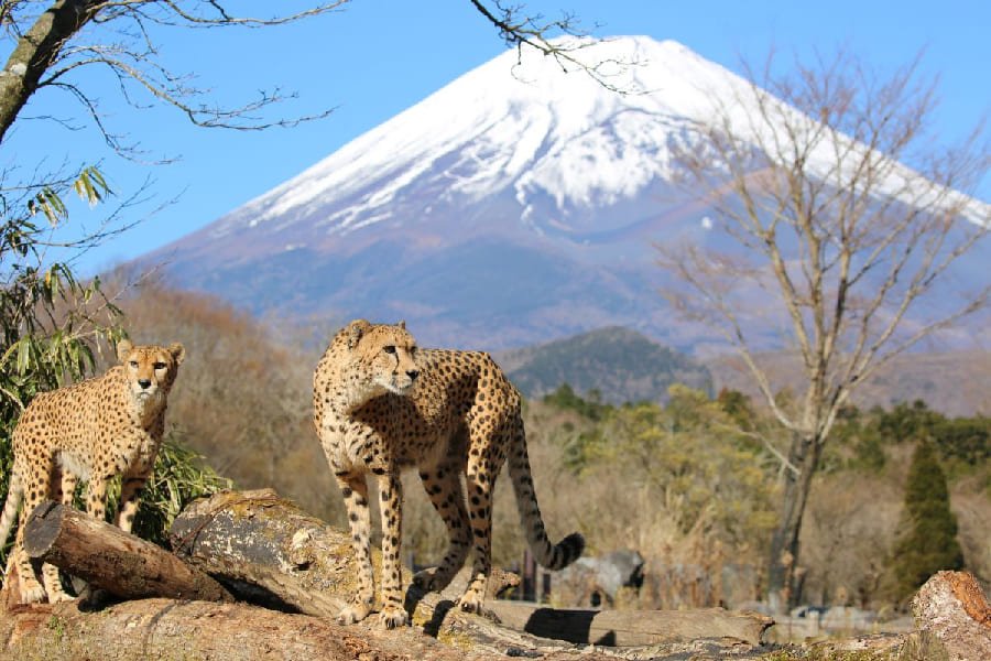 富士野生動物園-03