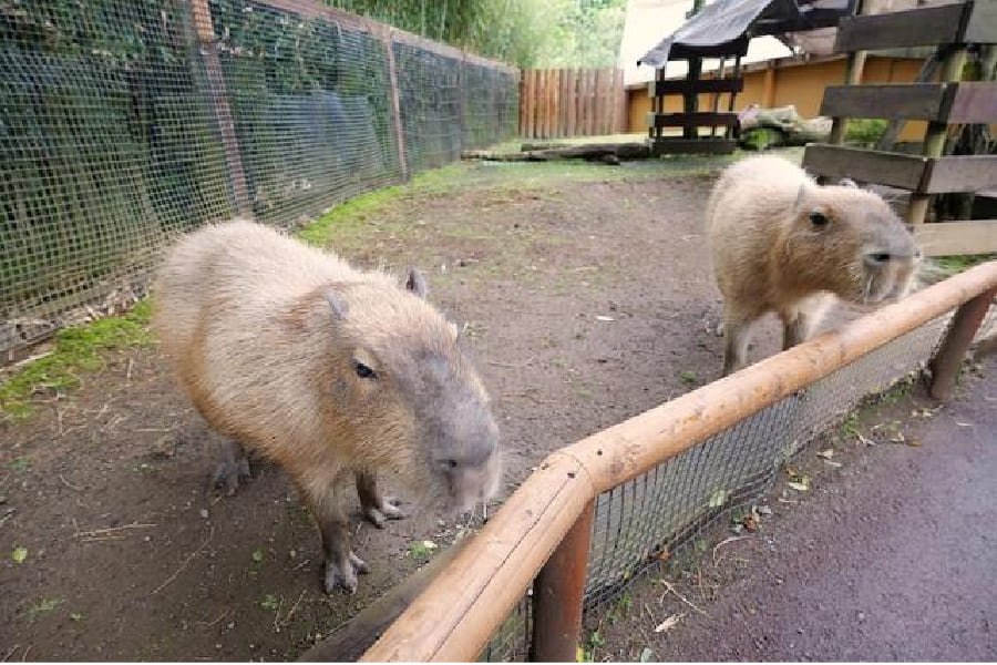 富士野生動物園-04