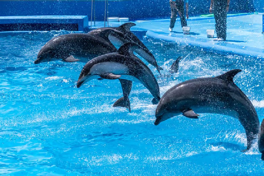 新潟市水族館-01