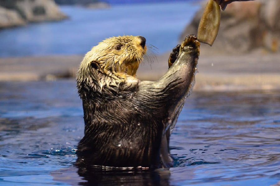 新潟市水族館-04