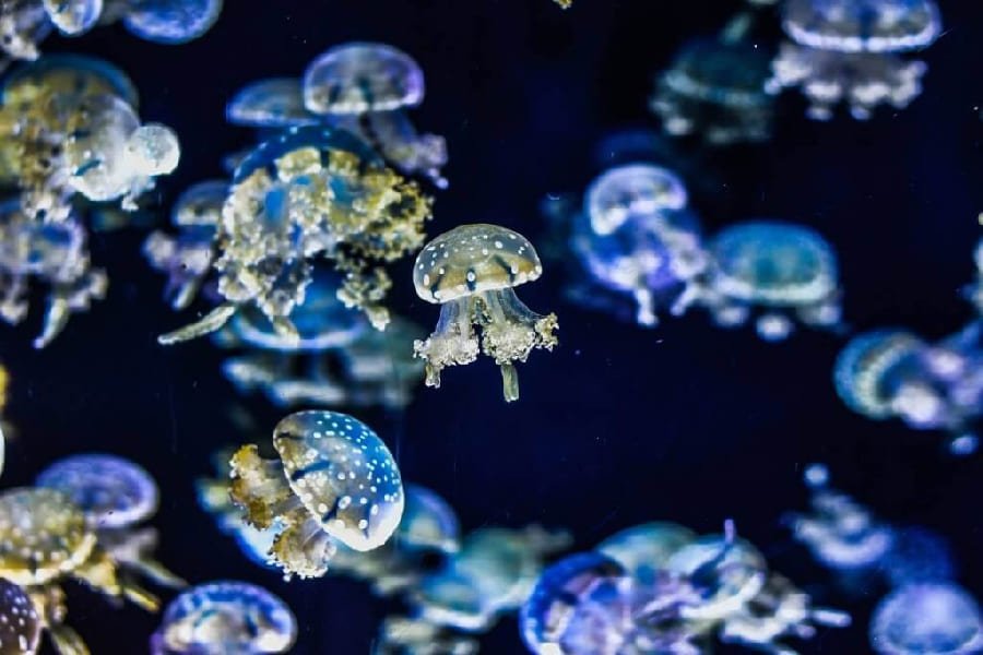 札幌太陽廣場水族館-02