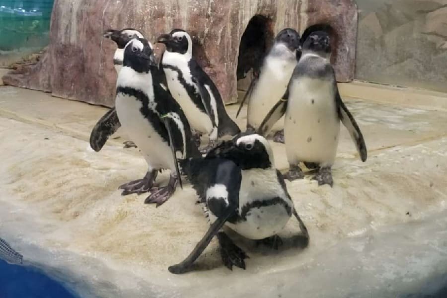 札幌太陽廣場水族館-03