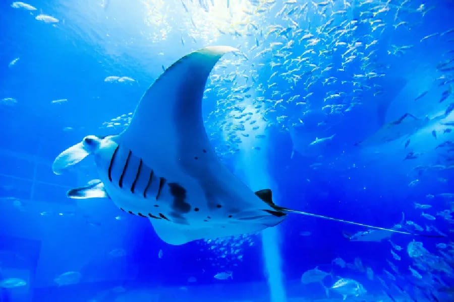 沖繩美麗海水族館-03