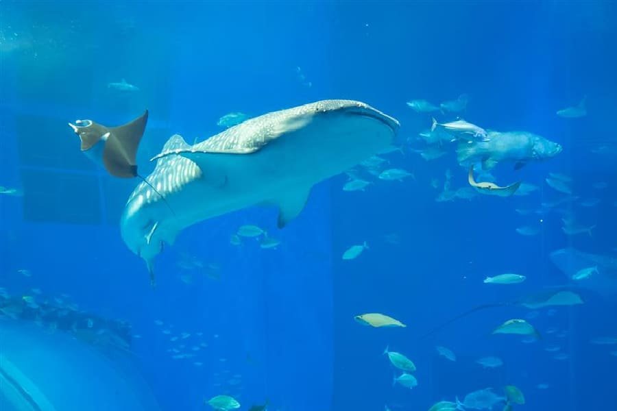 沖繩美麗海水族館-04