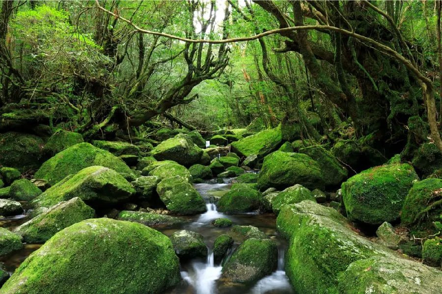 屋久島-01