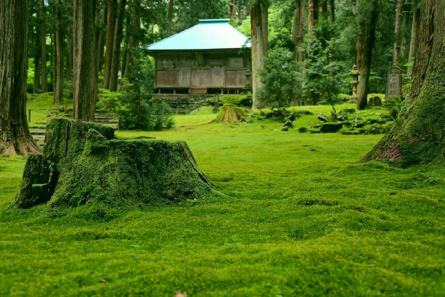 平泉寺白山神社-01
