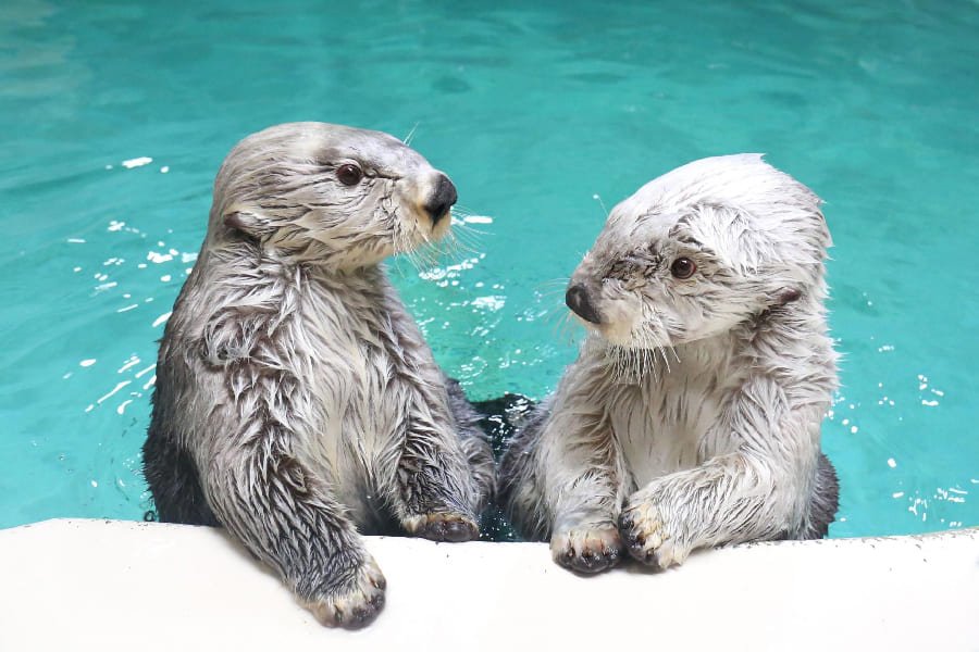 鳥羽水族館-01