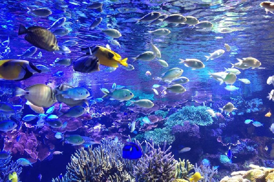 鳥羽水族館-03