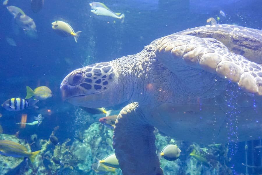 鳥羽水族館-04