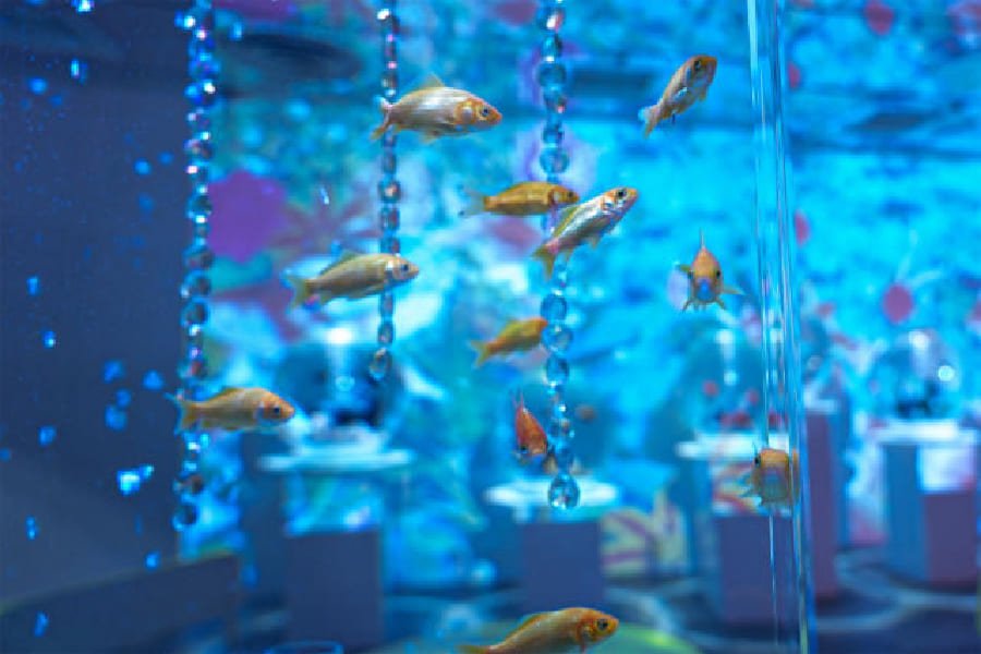 奈良金魚博物館-01