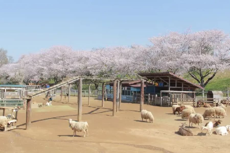 成田夢牧場-01