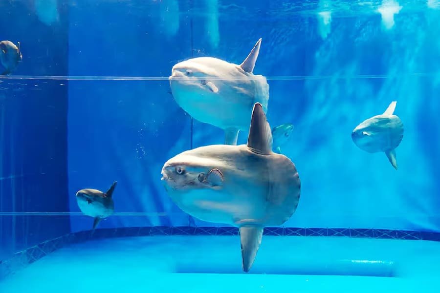 海洋世界茨城縣大洗水族館-02