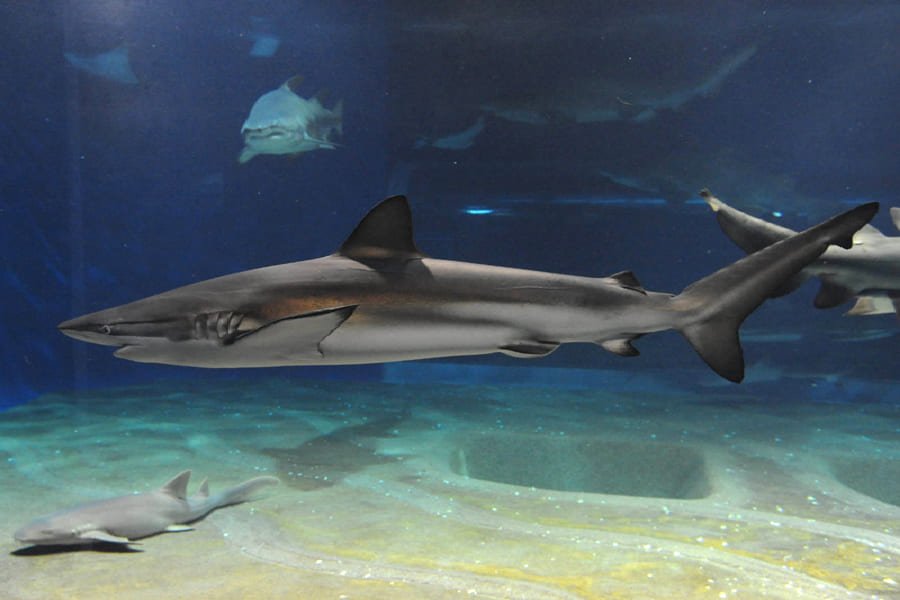 海洋世界茨城縣大洗水族館-04