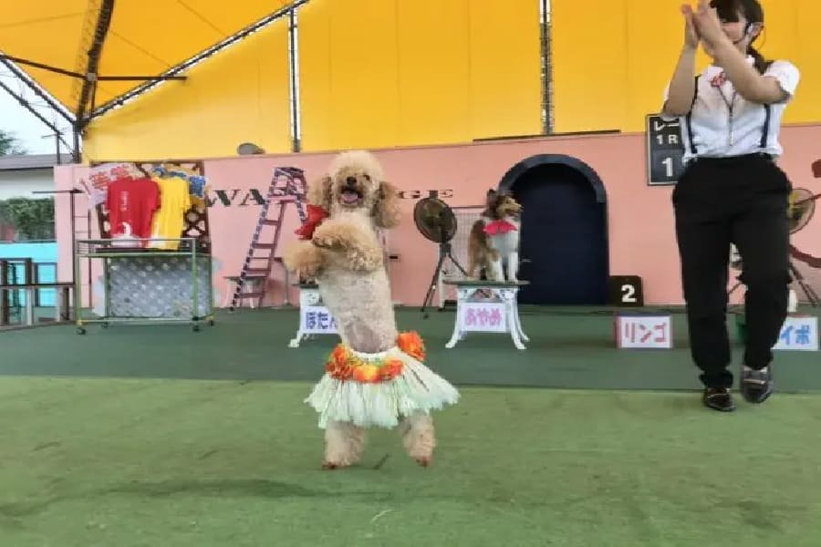 筑波狗狗樂園-03