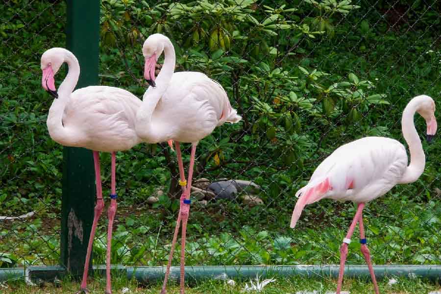 帶廣動物園-01