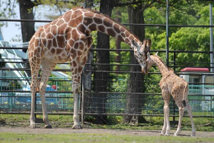 帶廣動物園-02