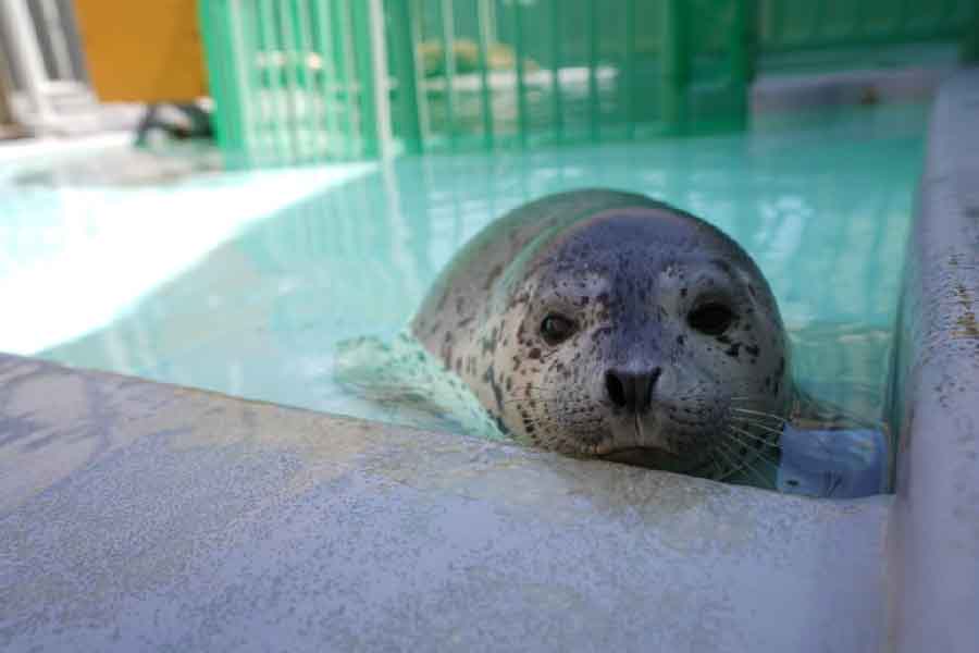 男鹿水族館Gao-01