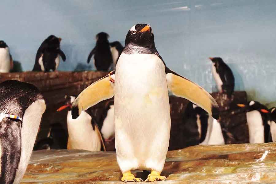 男鹿水族館Gao-02