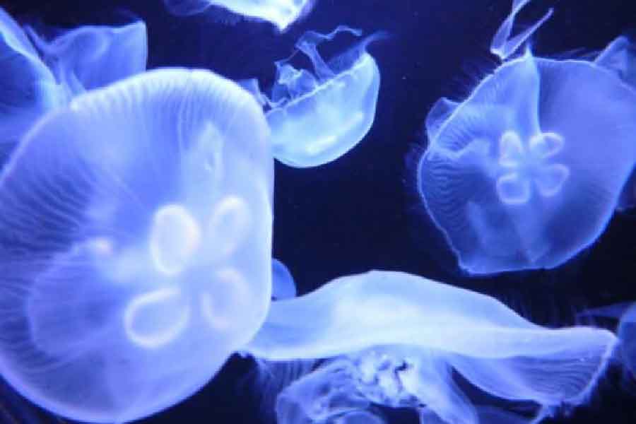 男鹿水族館Gao-04